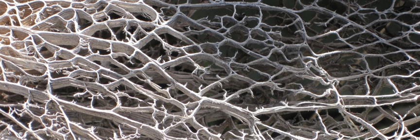 Verbena