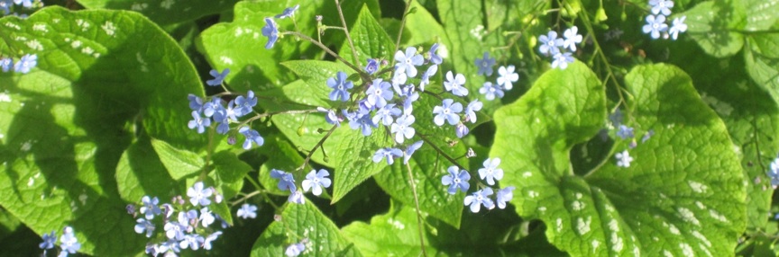 Verbena