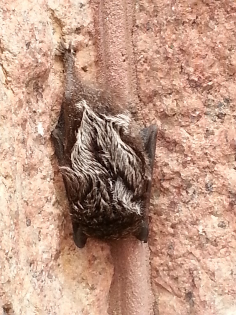 A bat hanging out on the Rookery buidling.