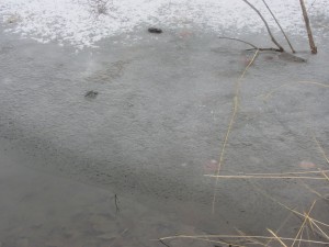 Picture of thin ice.